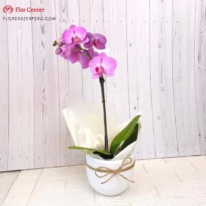 Orquidea para Regalar